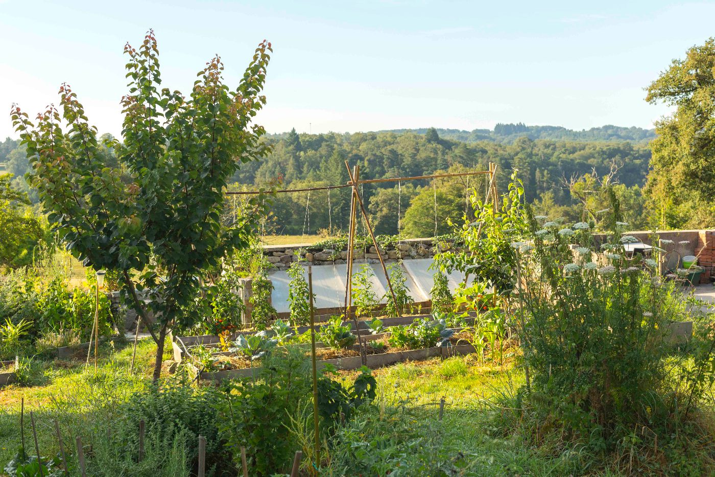 Visite à la découverte du jardin-forêt