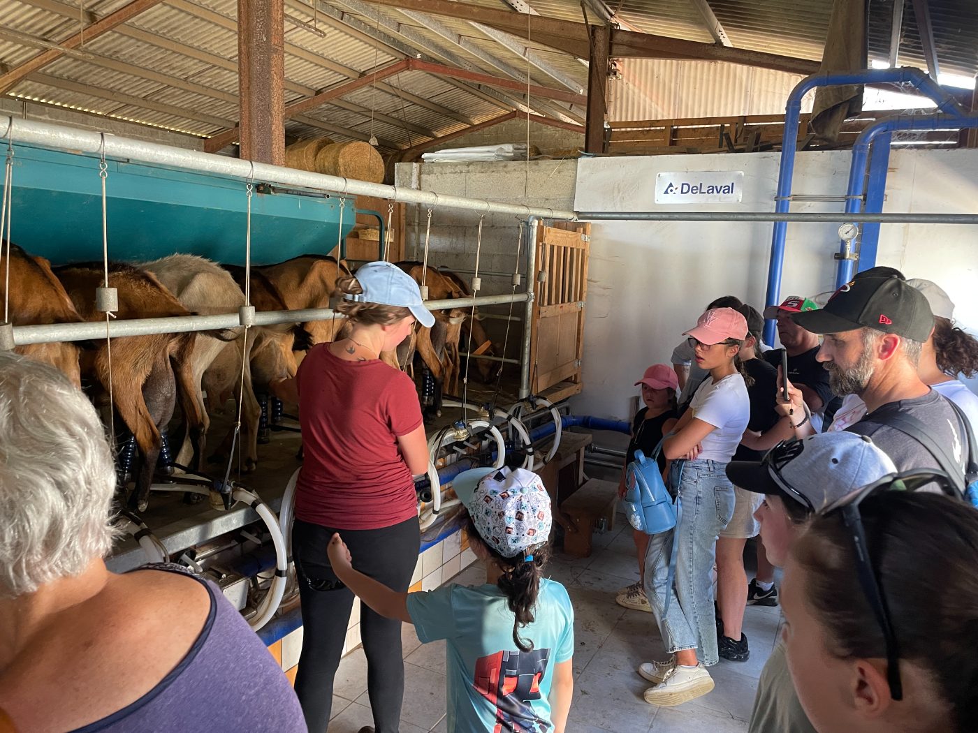Rdv à la ferme : Des biquettes au chai