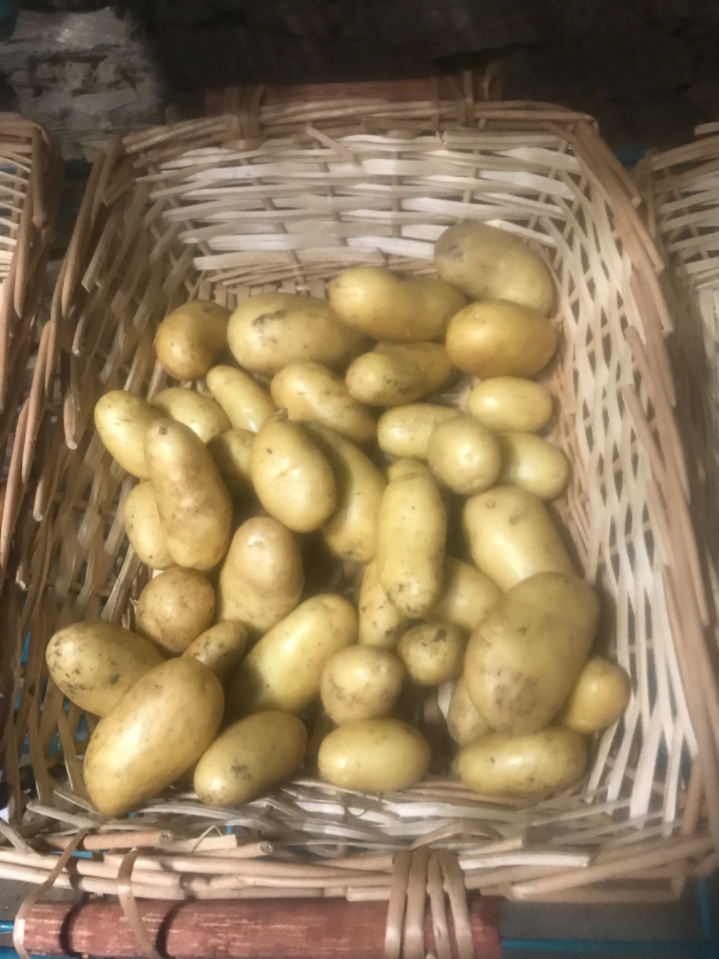 pomme de terre nouvelle en sachet de 500 grs