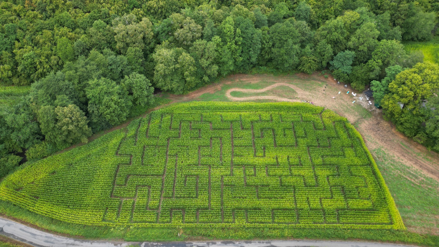 Labyrinthe de maïs