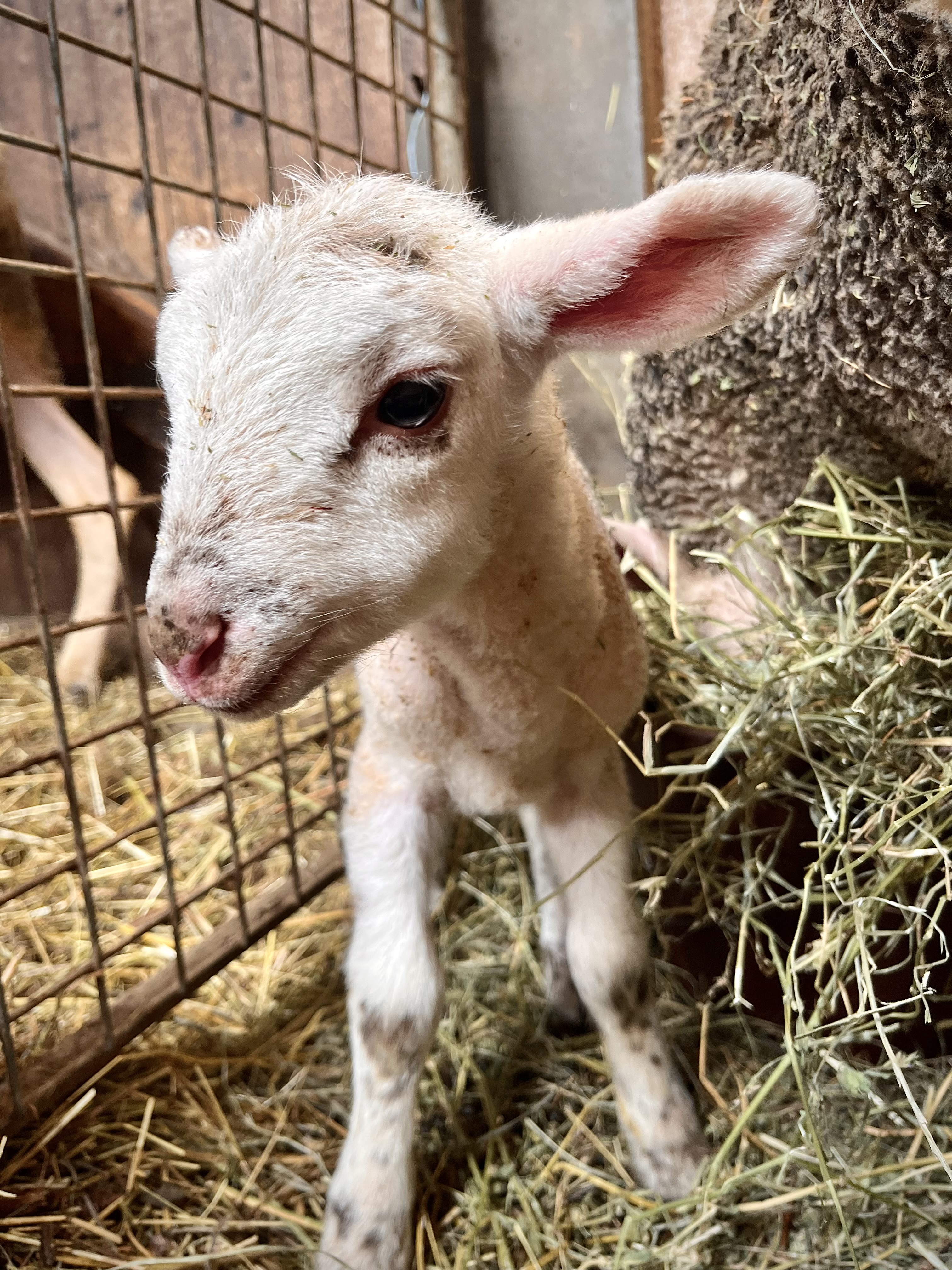 Photo de Ferme Salthun - Argui’Bêl
