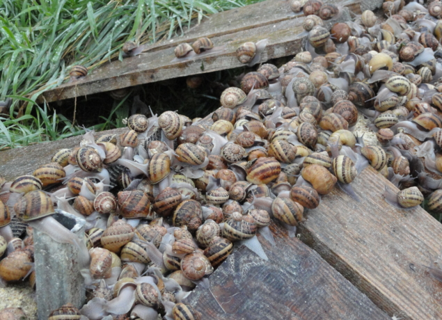 Photo de Limero l'escargot mayennais