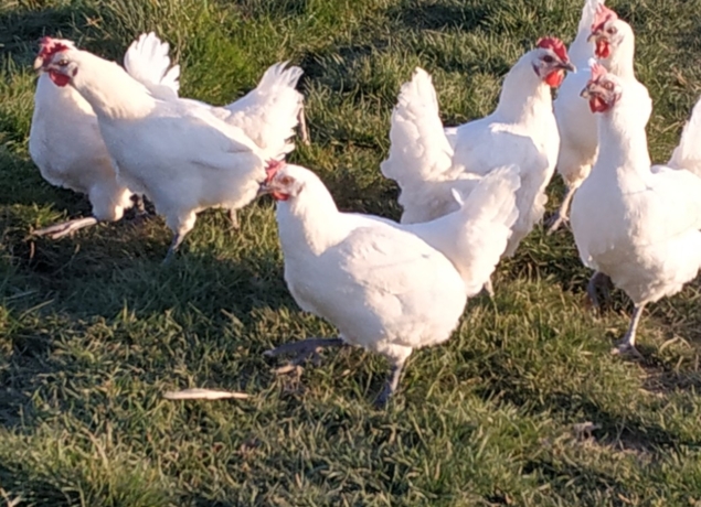 Photo de Ferme Auberge du Colombier