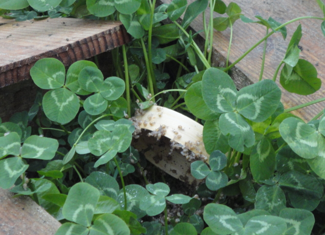 Photo de Limero l'escargot mayennais