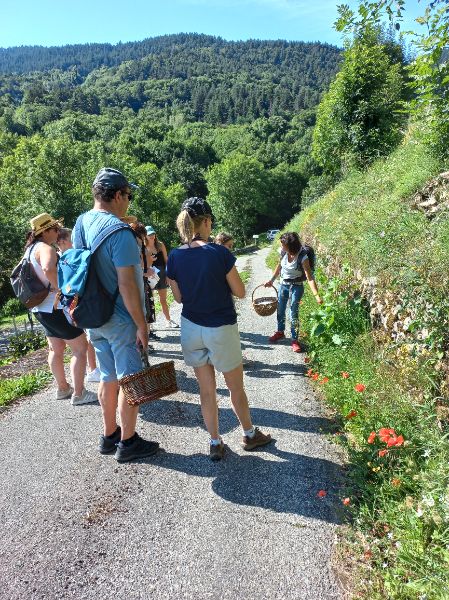 Photo de Usages des plantes sauvages