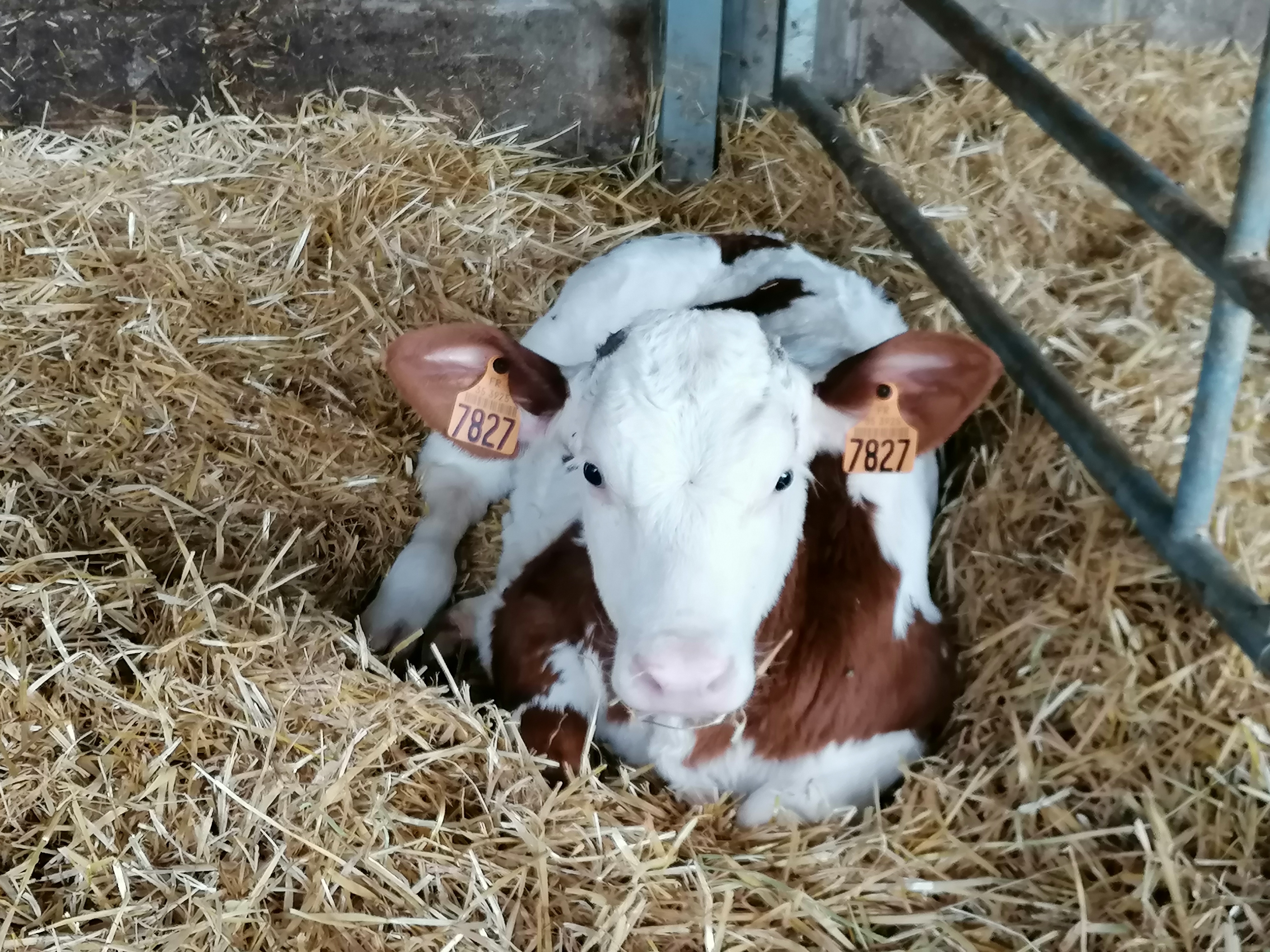 Photo de LA FERME LAIT GAILLARDISES