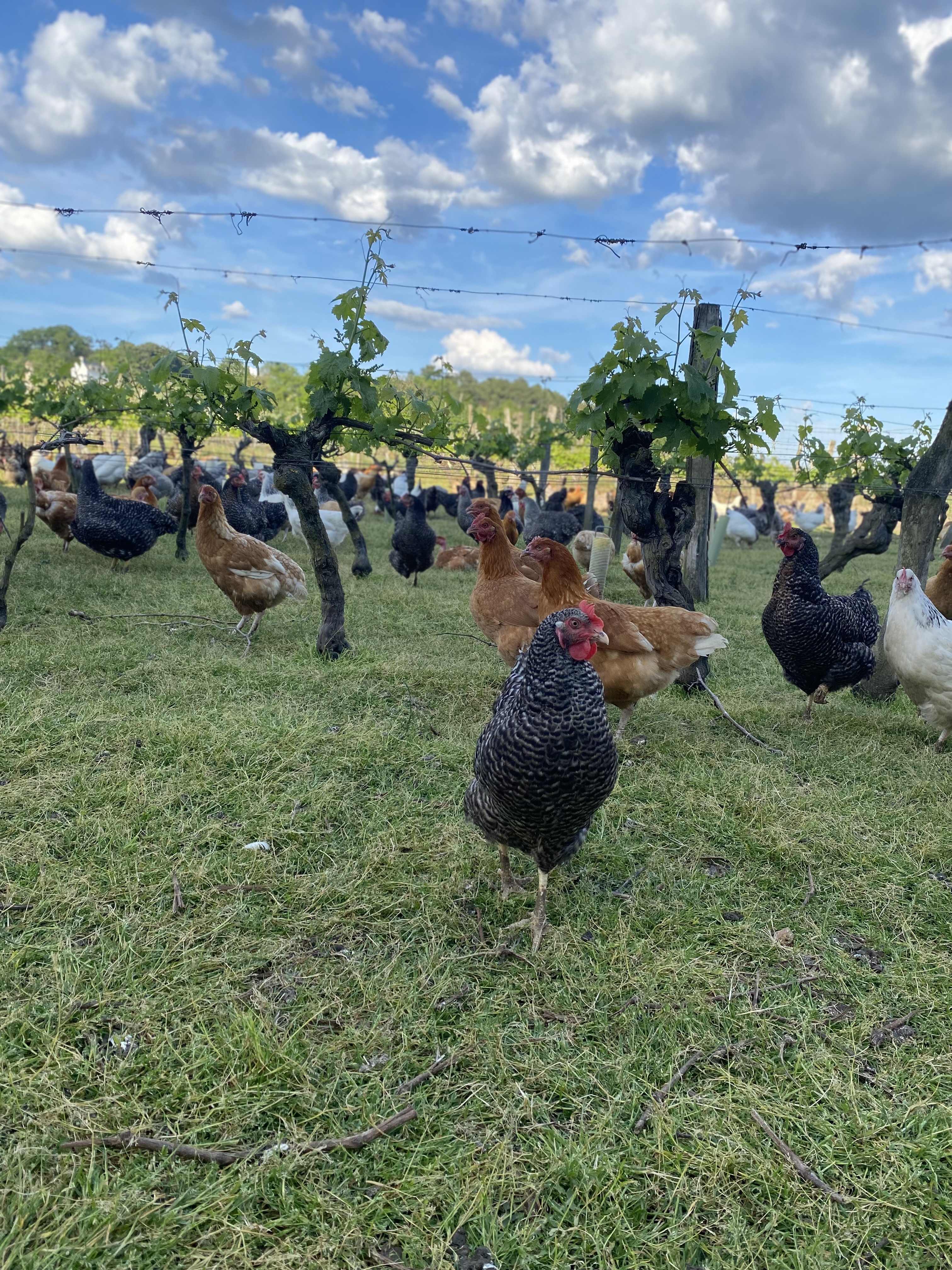 Des poules et des vignes