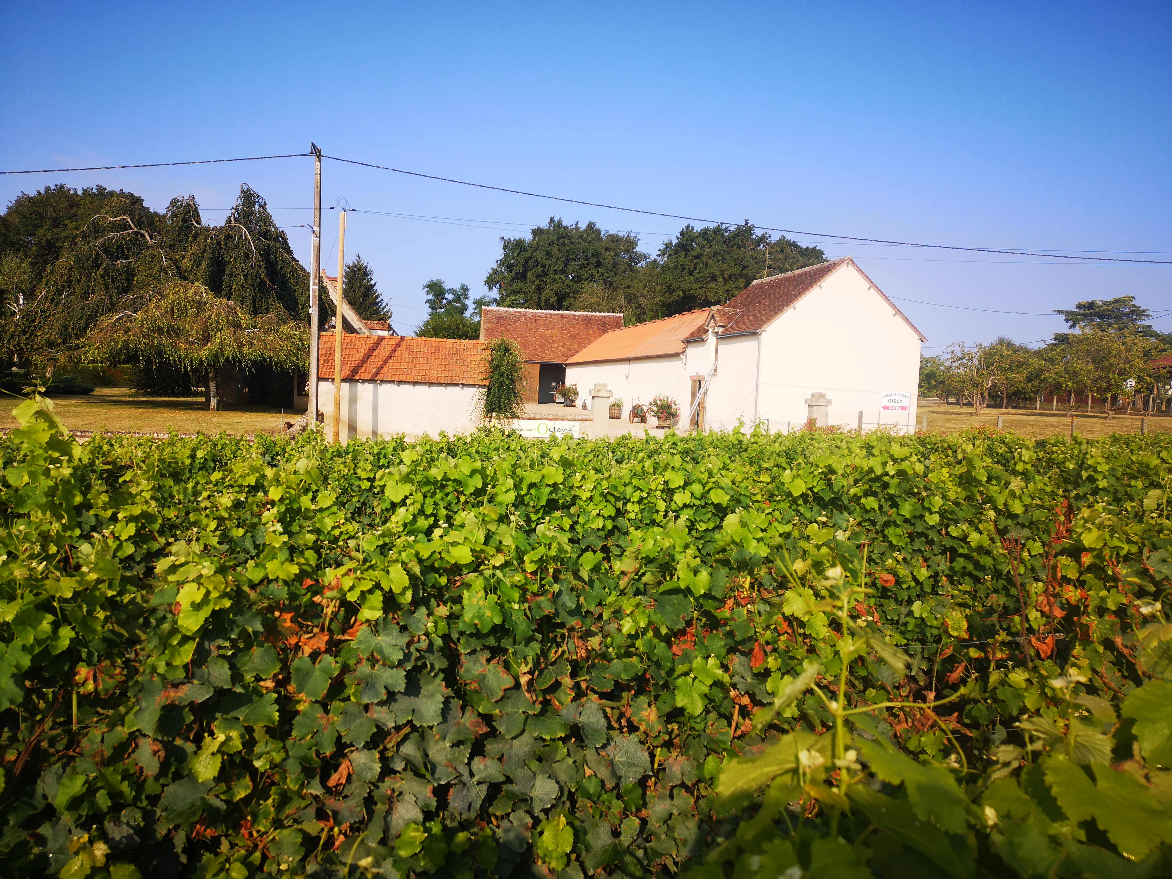 DOMAINE OCTAVIE
