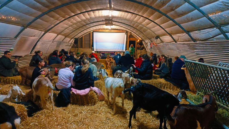 Photo de Soirée Ciné biquettes, plaide et câlins