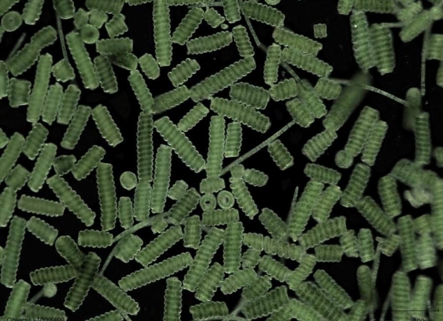 Photo de La Cabane à Spiruline