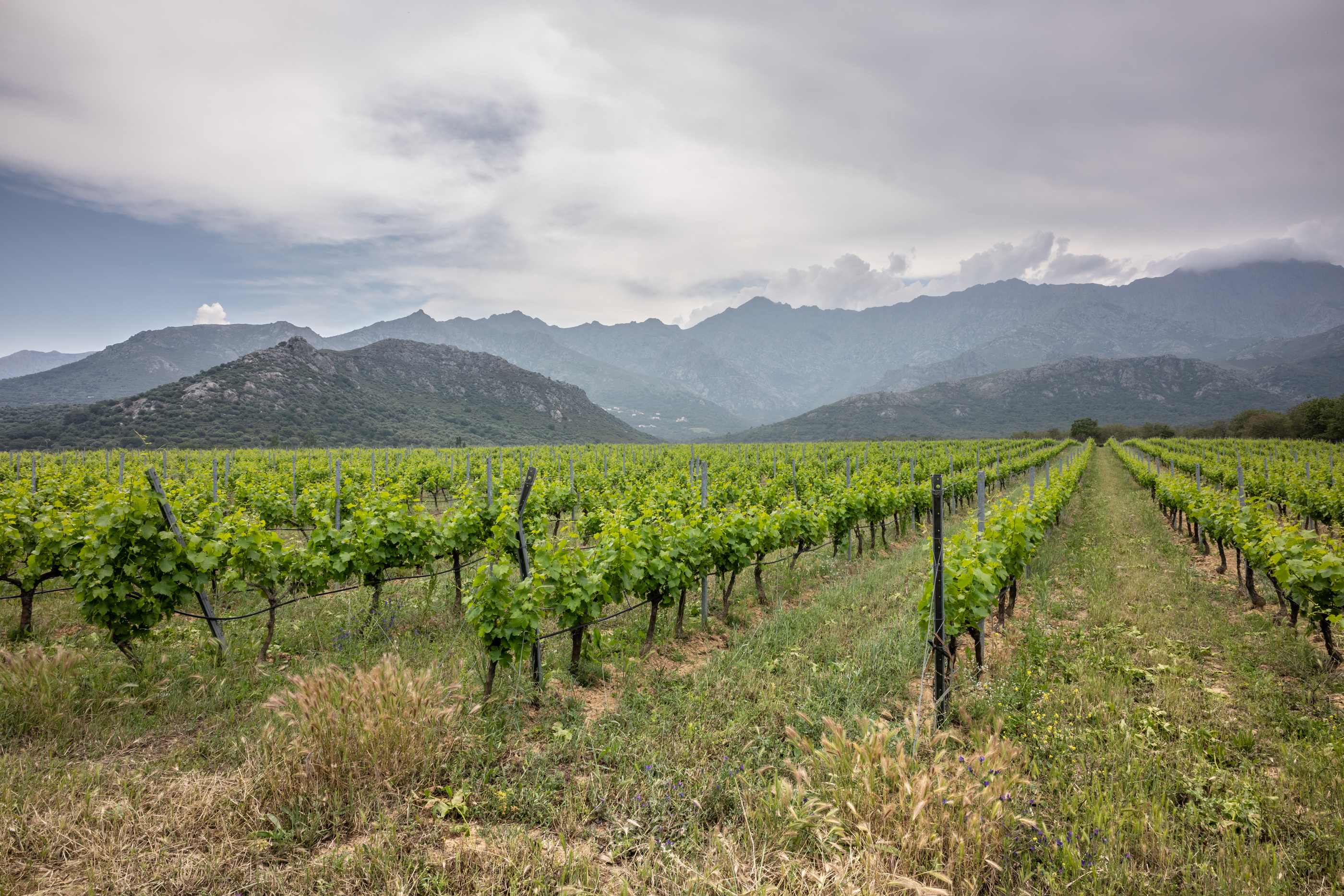 Domaine MAESTRACCI