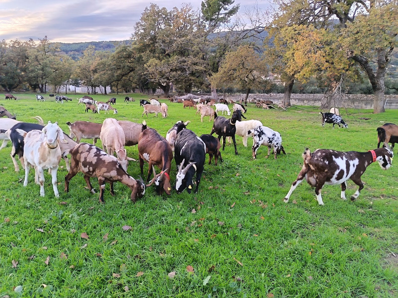 Elevage Familial Faur, La Ferme des Cairns