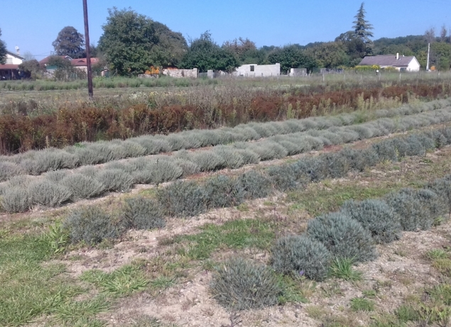Photo de L'Herberie de la Saulx