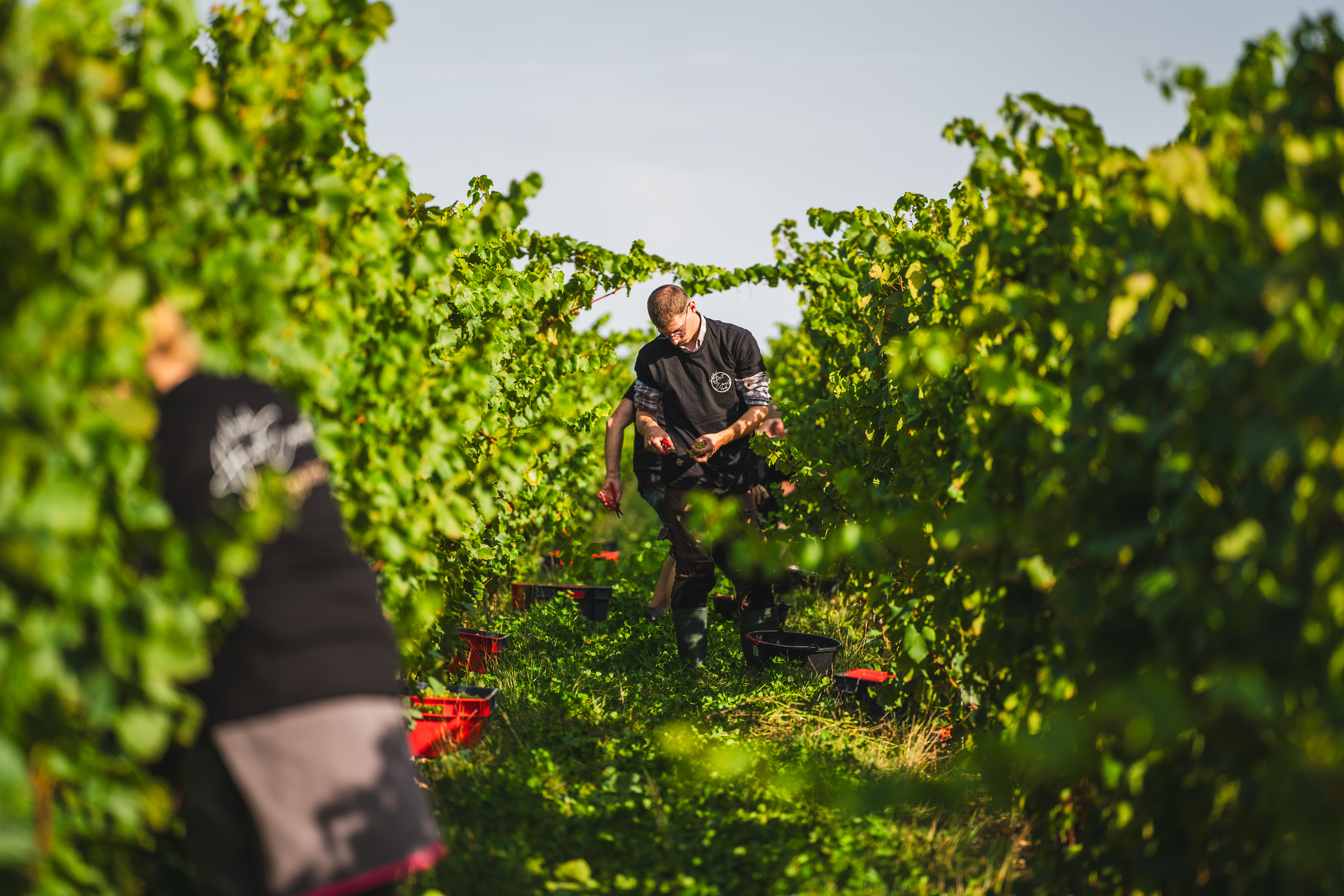 Photo de Vignoble du Haut Escaut