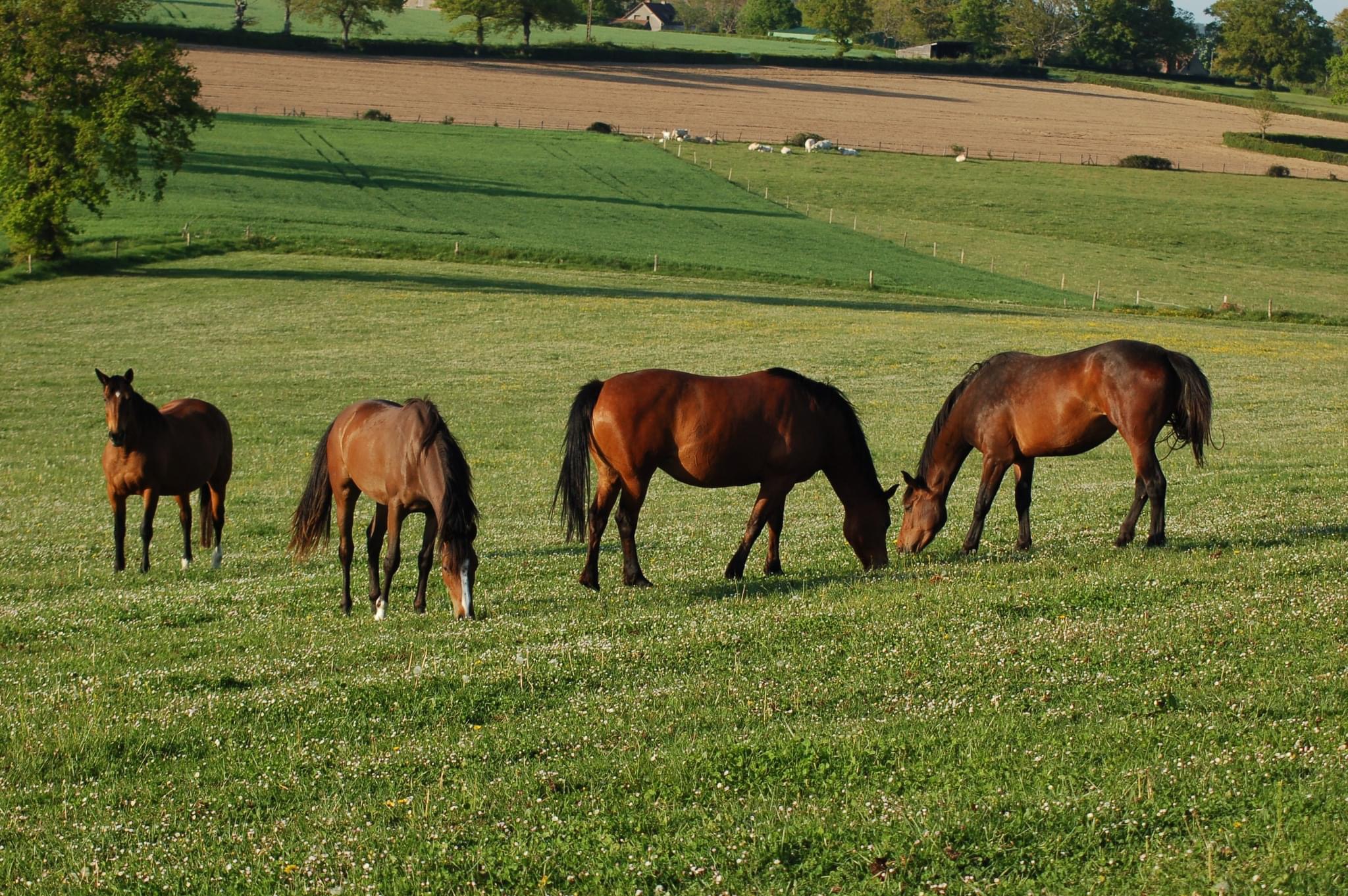 Photo de La Ferme du Tilloux