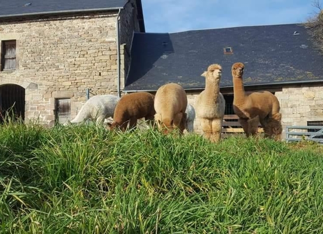 LES ALPAGAS DES MONEDIERES - Marie Fraysse