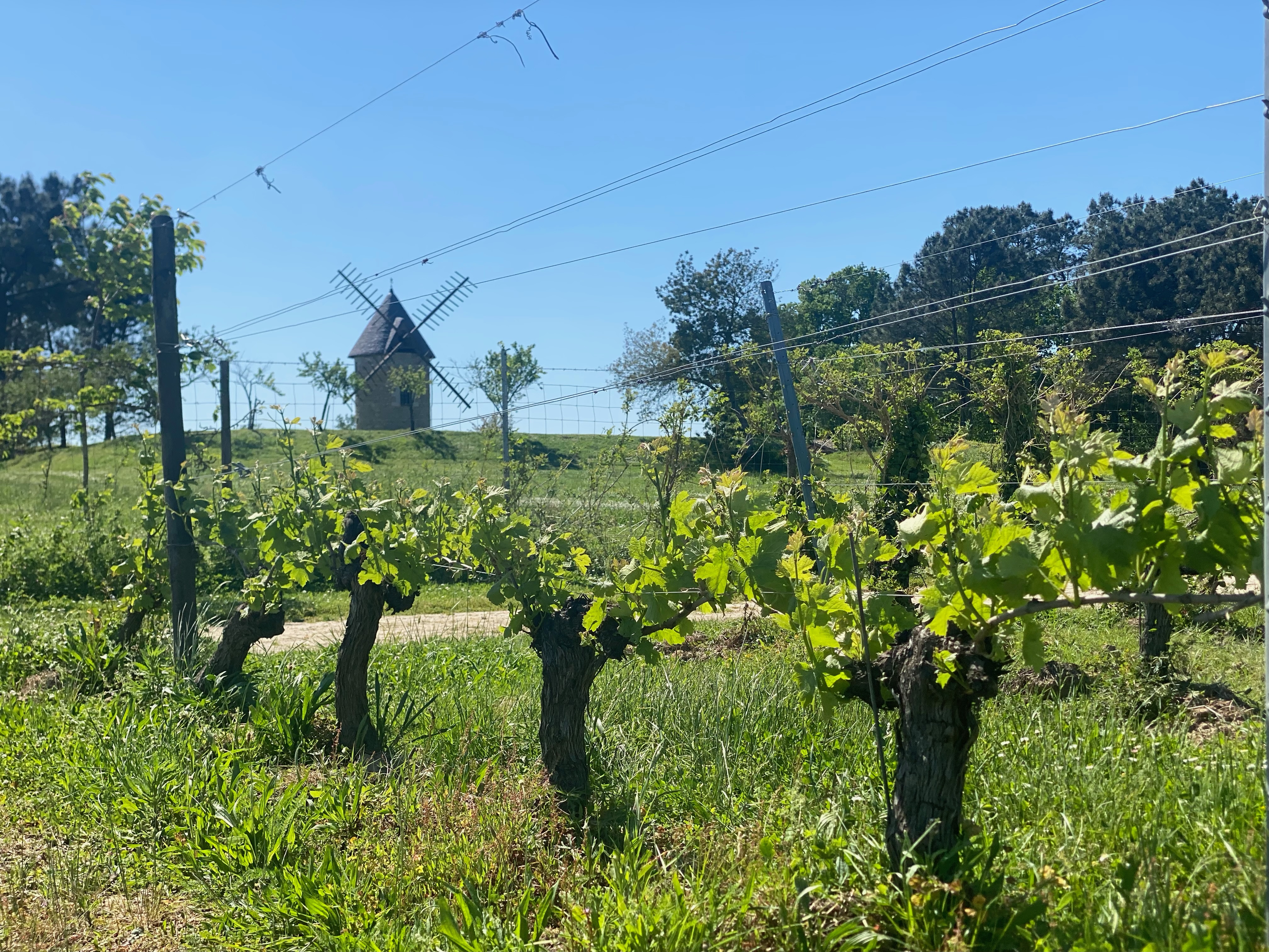 Photo de GAEC Domaine de la Chataignière
