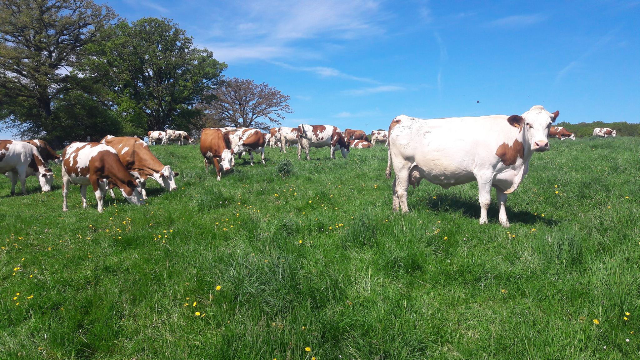 FERME BIO MONNIN