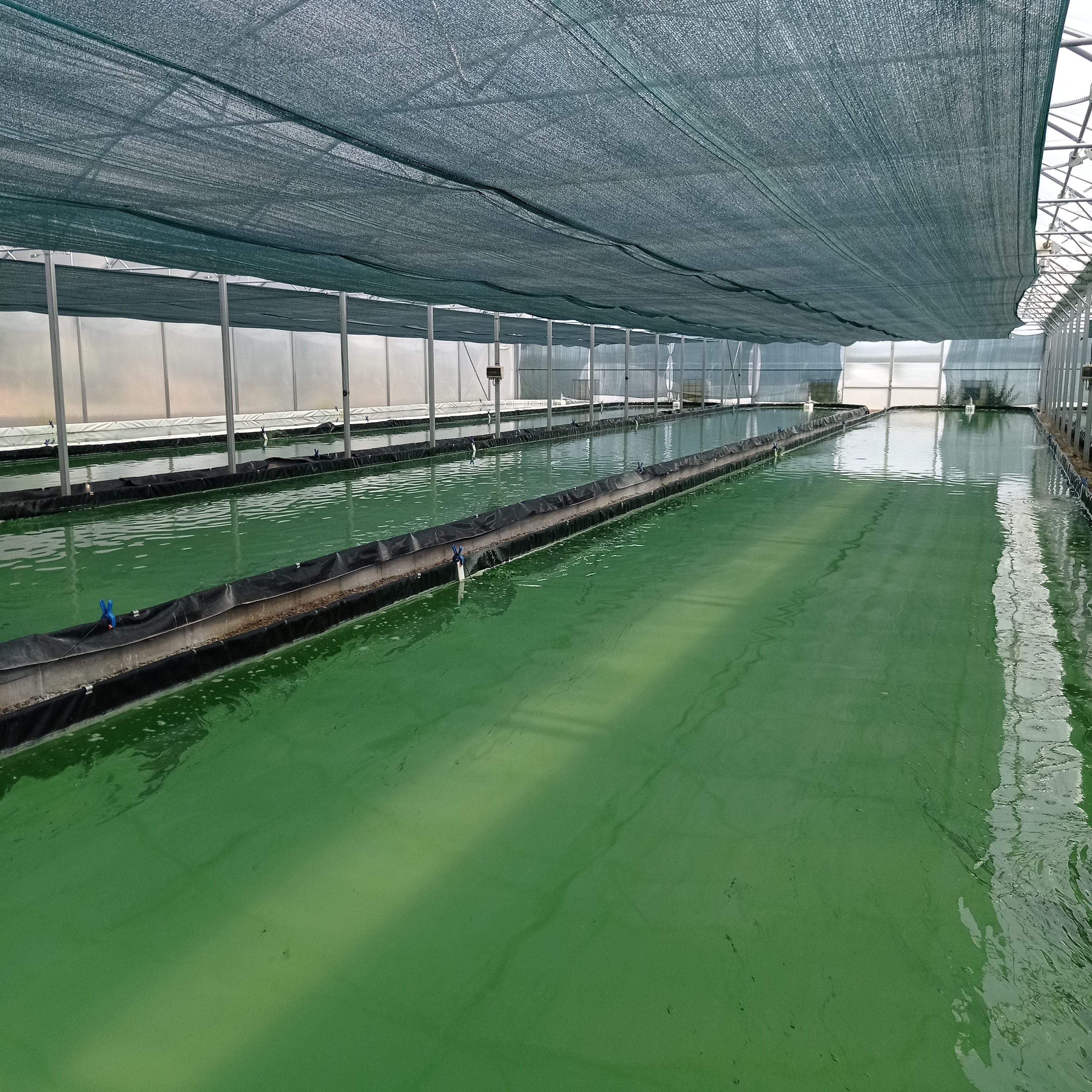 Spiruline d'Armor