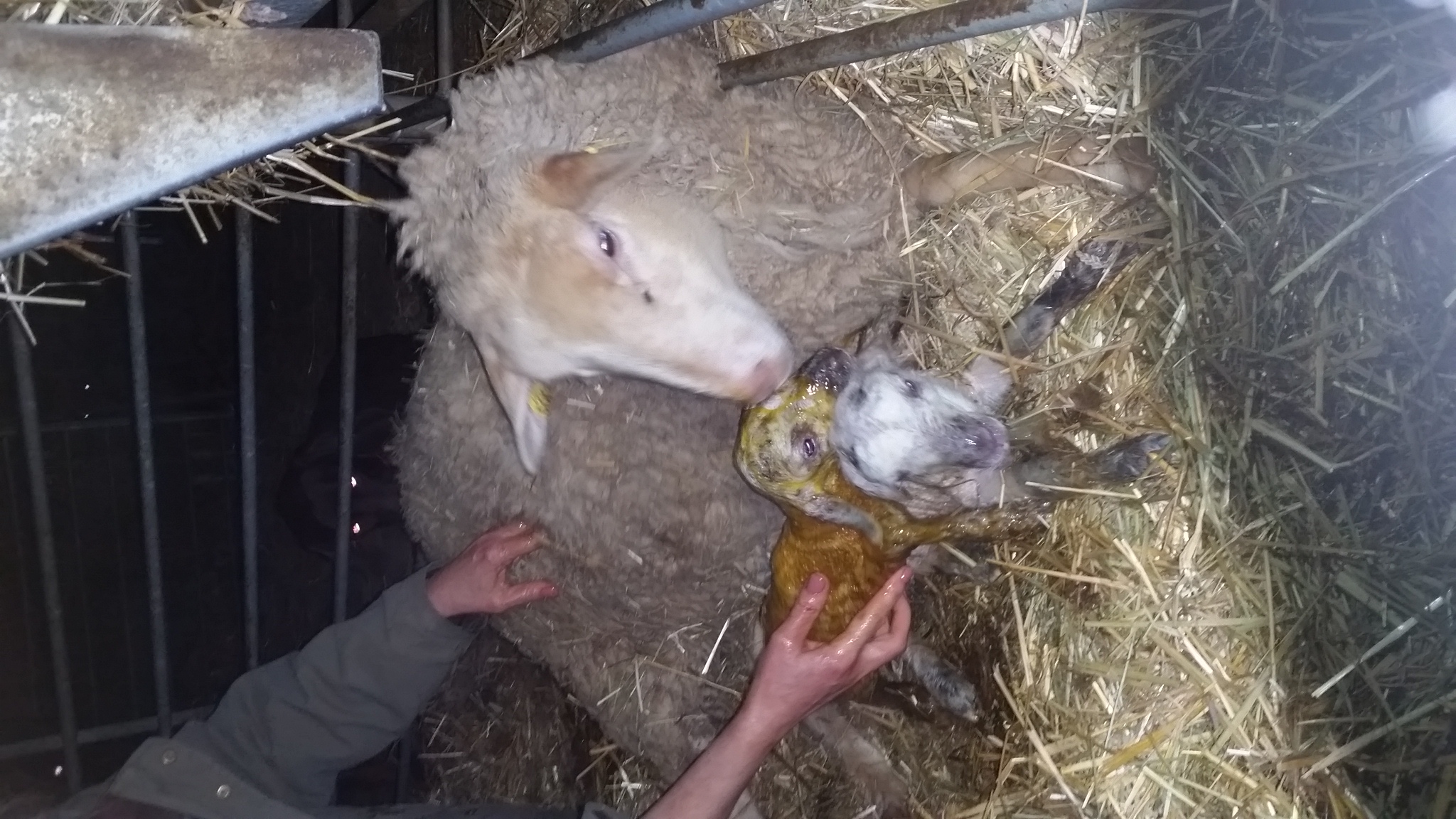 Photo de La Ferme de Flo'