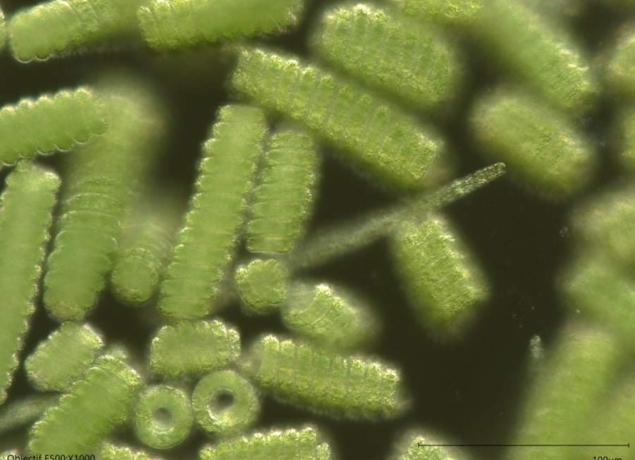Photo de La Cabane à Spiruline