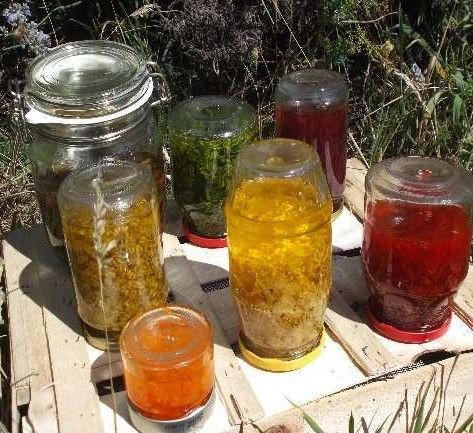 Photo de Usages des plantes sauvages