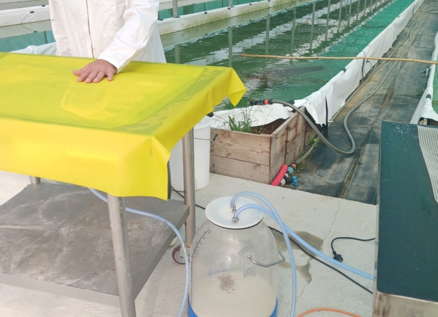 Photo de La Cabane à Spiruline