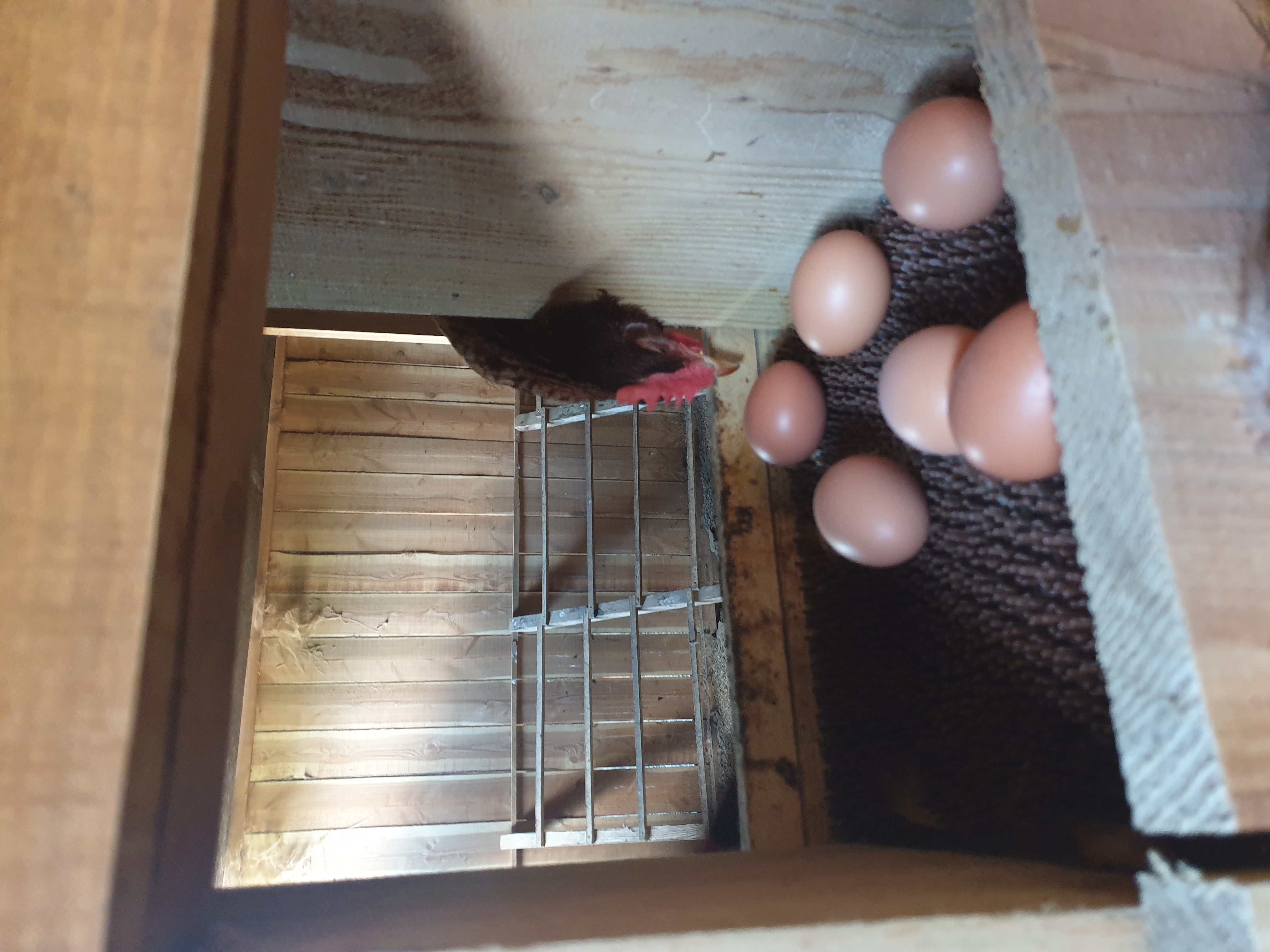 Photo de La Ferme de Murols