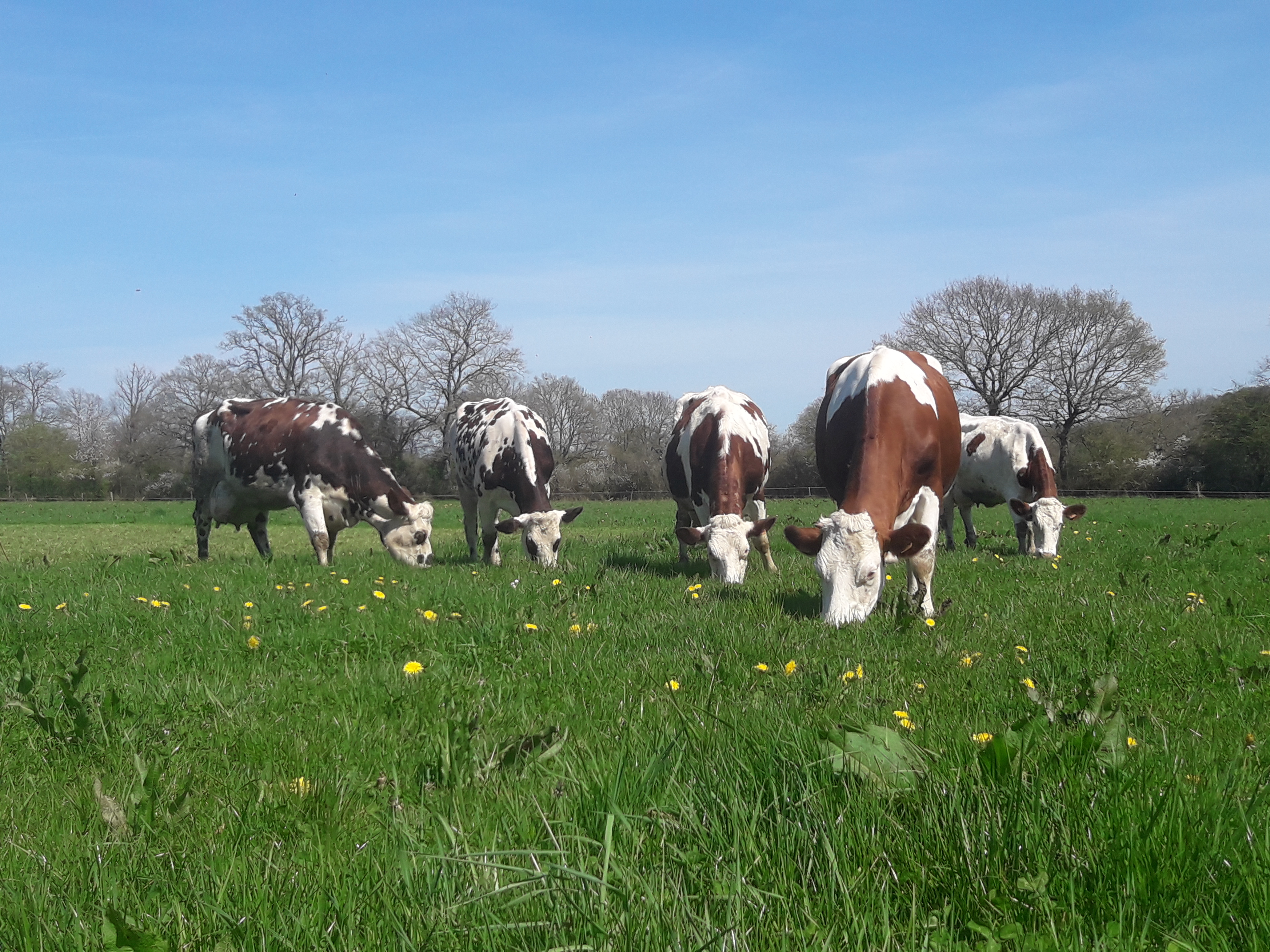 Photo de Ferme Fromagère Du Pays de Pail