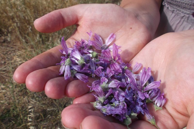 Photo de Usages des plantes sauvages