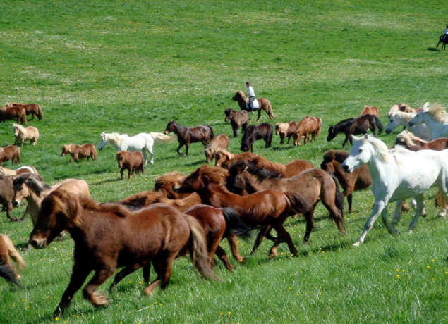Photo de Poney-Club de Bois Guilbert
