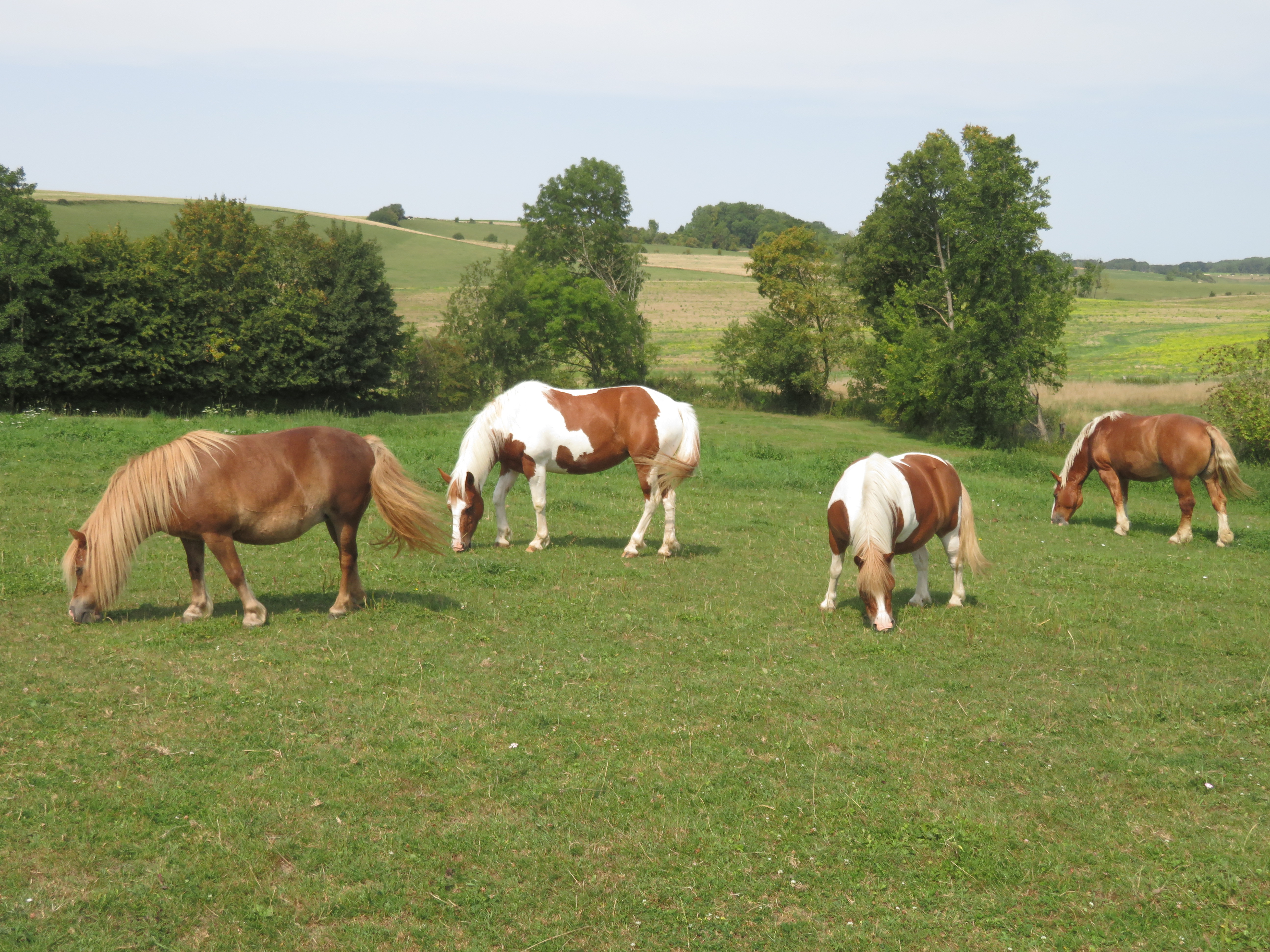 Les Zanimaux de Lucie