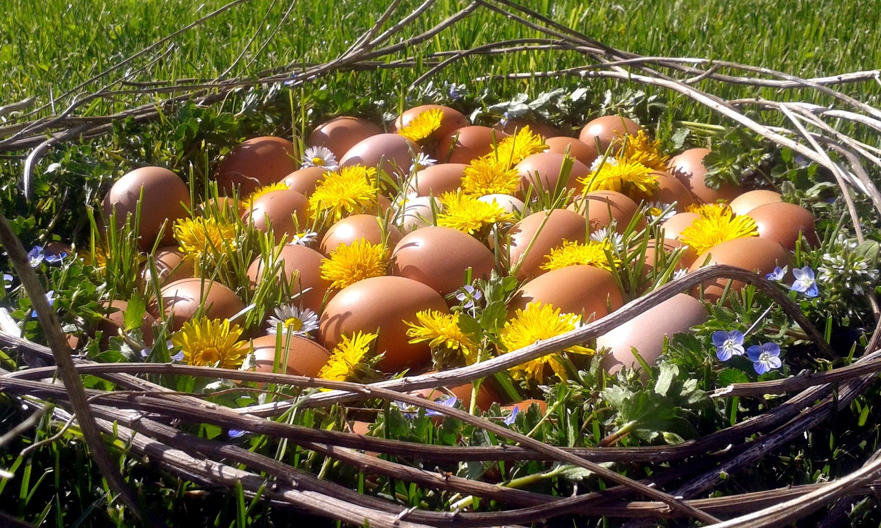 oeufs fermiers plateau de 30 oeufs
