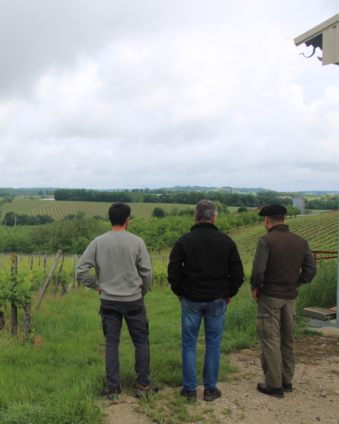 Visite guidée de la vigne à la cave.